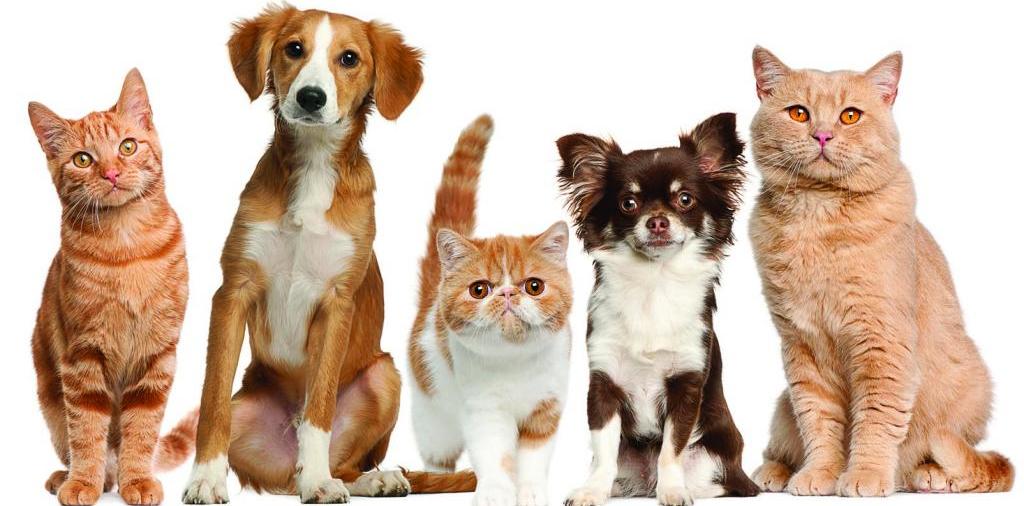 Доска объявлений о животных | ЗооТом - продажа, вязка и услуги для животных в Енисее