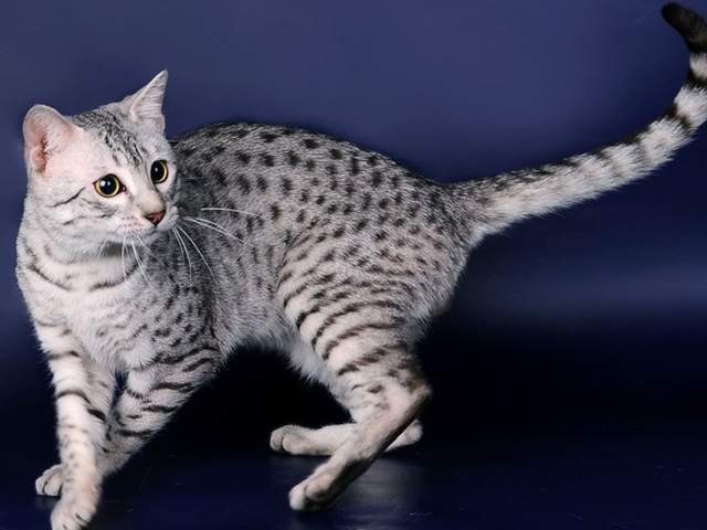 Породы кошек в Енисее | ЗооТом портал о животных