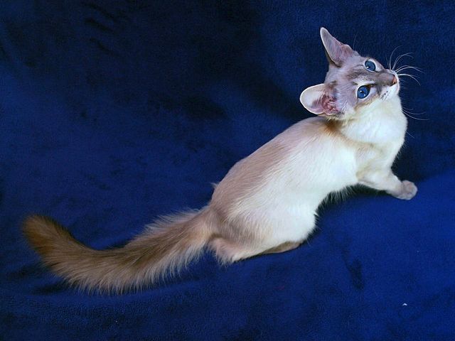Выведенные породы кошек в Енисее | ЗооТом портал о животных