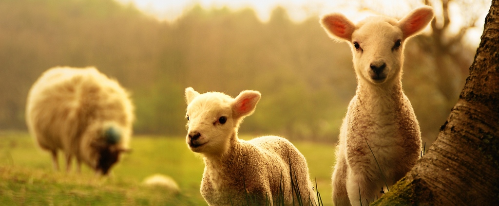 Объявления о сельскохозяйственных животных | ЗооТом - продажа, вязка и услуги для животных в Енисее