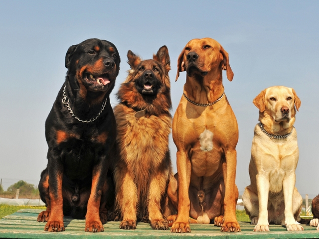 Крупные породы собак в Енисее | ЗооТом портал о животных