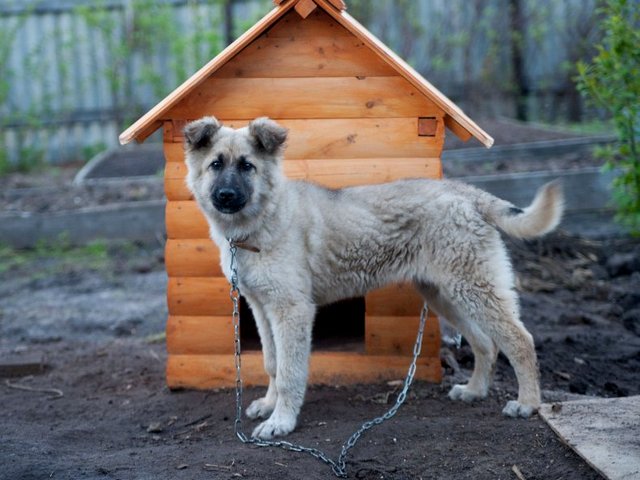 Все о собаках в Енисее
